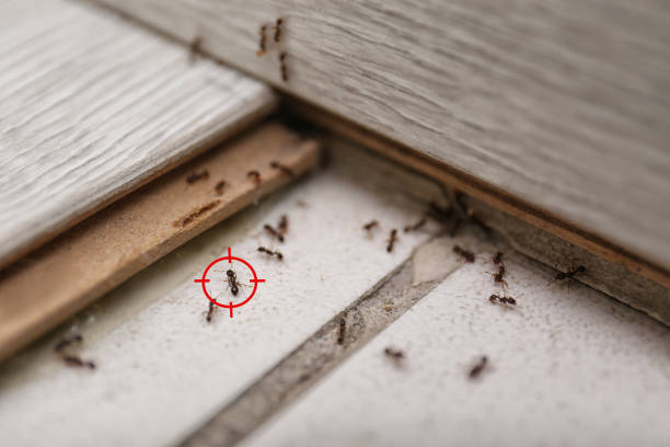 Best Exterminator Services  in Elephant Butte, NM