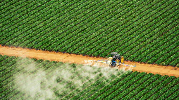Best Pest Removal Services  in Elephant Butte, NM