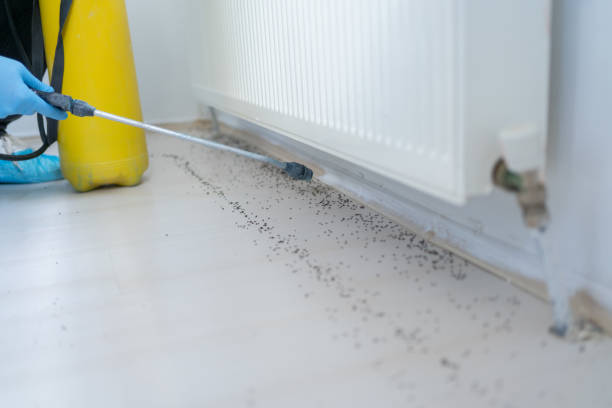 Best Wasp Removal Services  in Elephant Butte, NM